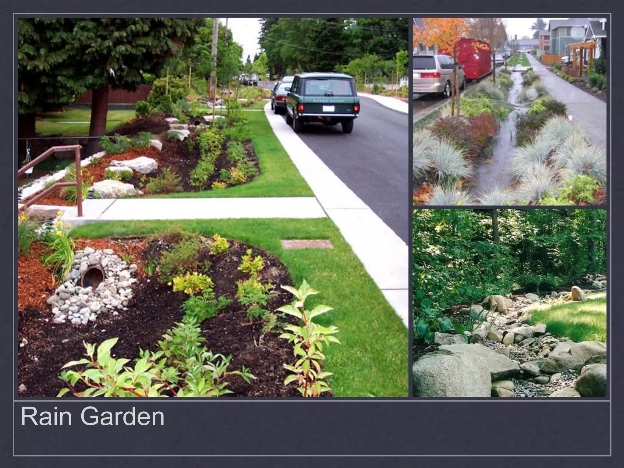 Rain Garden