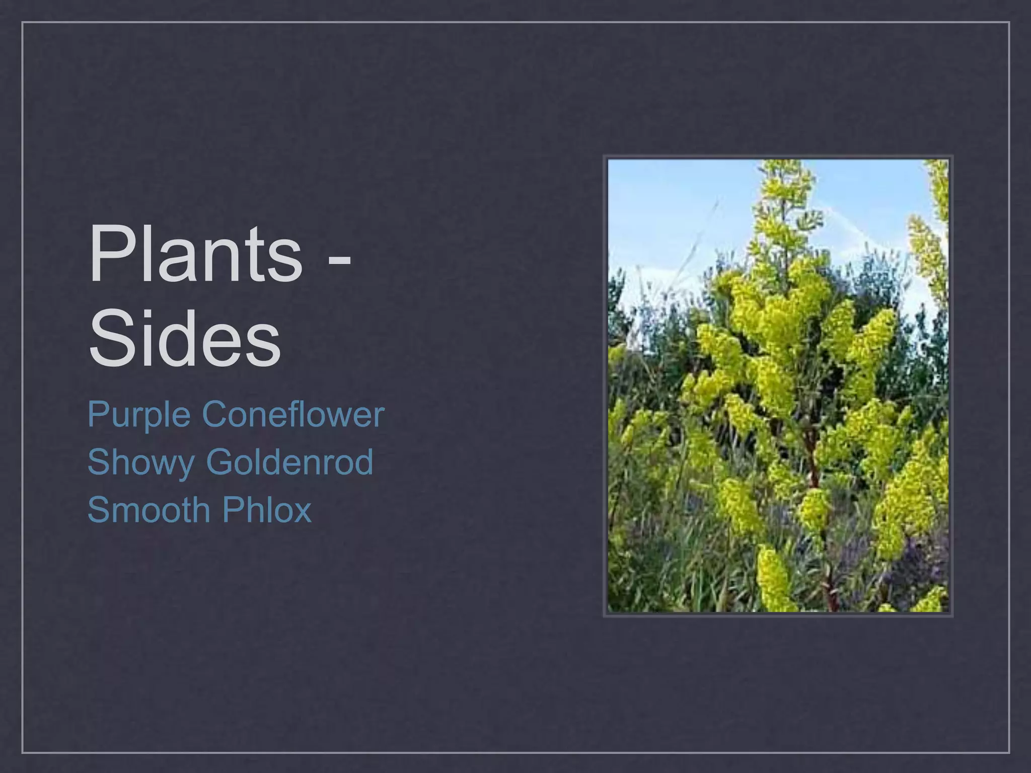 Engineered SoilsBioretentionSpace AvailableVolume of StormwaterDrain Faster(the garden can be deeper and not as wide)