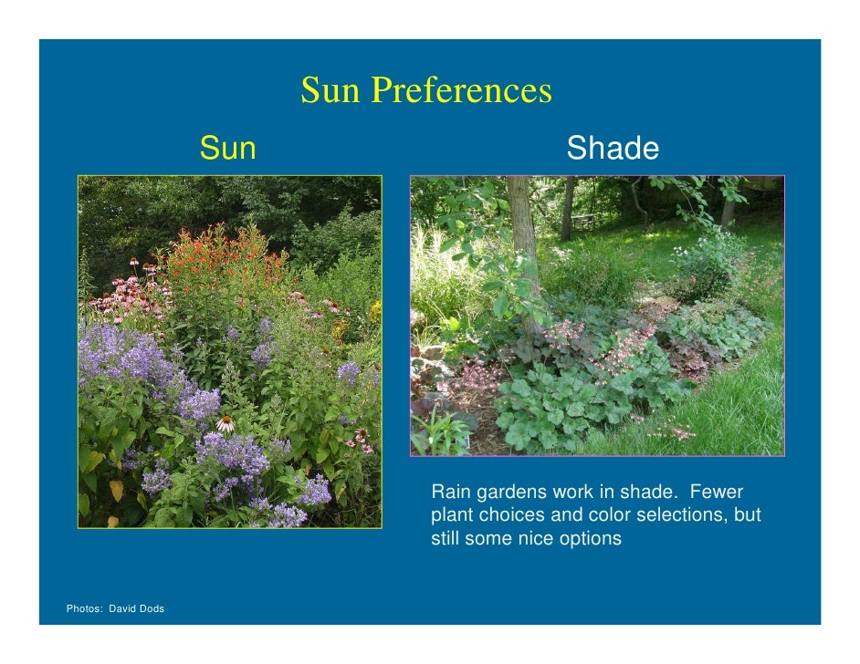 Rain gardens for home drainage help, david dods, 06 0912