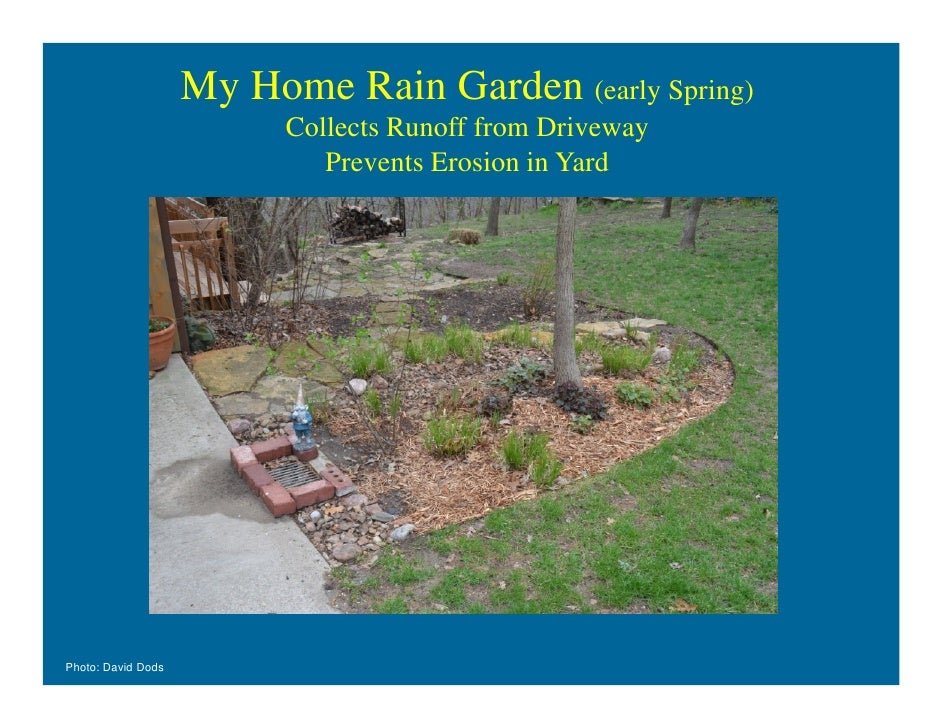Rain gardens for home drainage help, david dods, 06 0912