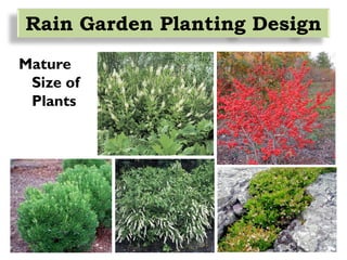 Mature
Size of
Plants
Rain Garden Planting Design
 