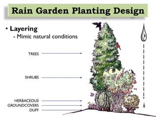 TREES
SHRUBS
HERBACEOUS
GROUNDCOVERS
DUFF
• Layering
- Mimic natural conditions
Rain Garden Planting Design
 