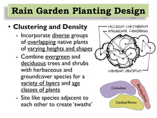 • Clustering and Density
- Incorporate diverse groups
of overlapping native plants
of varying heights and shapes
- Combine evergreen and
deciduous trees and shrubs
with herbaceous and
groundcover species for a
variety of layers and age
classes of plants
- Site like species adjacent to
each other to create ‘swaths’
Columbine
Cardinal Flower
Rain Garden Planting Design
 