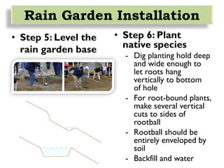 • Step 5: Level the
rain garden base
Rain Garden Installation
• Step 6: Plant
native species
- Dig planting hold deep
and wide enough to
let roots hang
vertically to bottom
of hole
- For root-bound plants,
make several vertical
cuts to sides of
rootball
- Rootball should be
entirely enveloped by
soil
- Backfill and water
 