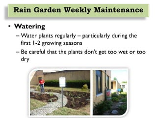 • Watering
– Water plants regularly – particularly during the
first 1-2 growing seasons
– Be careful that the plants don’t get too wet or too
dry
Rain Garden Weekly Maintenance
 