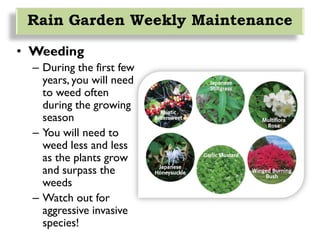 • Weeding
– During the first few
years, you will need
to weed often
during the growing
season
– You will need to
weed less and less
as the plants grow
and surpass the
weeds
– Watch out for
aggressive invasive
species!
Rain Garden Weekly Maintenance
 
