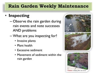 • Inspecting
– Observe the rain garden during
rain events and note successes
AND problems
– What are you inspecting for?
• Invasive plants
• Plant health
• Excessive sediment
• Movement of sediment within the
rain garden
Rain Garden Weekly Maintenance
 