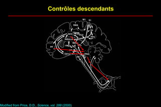 Contrôles descendants
Modified from Price, D.D., Science, vol. 288 (2000)
 