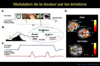 Modulation de la douleur par les émotions
Roy et al., PNAS 2009
 
