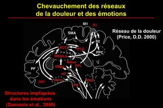 Chevauchement des réseaux
de la douleur et des émotions
Structures impliquées
dans les émotions
(Damasio et al., 2000)
Réseau de la douleur
(Price, D.D. 2000)
 