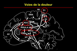 Voies de la douleur
Price, D.D.
Science, 2000
 