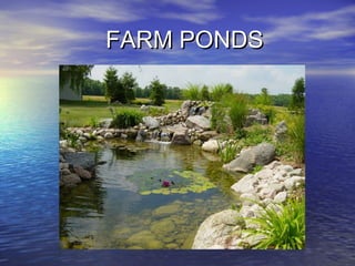 FARM PONDSFARM PONDS
 