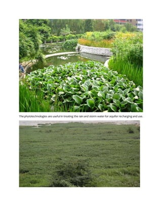 The phytotechnologies are useful in treating the rain and storm water for aquifer recharging and use.
 