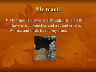 My trunk My trunk is brown and Rough. I’m a bit thin. I have many branches and a round crown.  Worms and birds live in my trunk. 