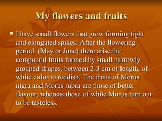 My flowers and fruits I have small flowers that grow forming tight and elongated spikes. After the flowering period  (May or June) there arise the compound fruits formed by small narrowly grouped drupes, between 2-3 cm of length, of white color to reddish. The fruits of Morus nigra and Morus rubra are those of better flavour, whereas those of white Morus turn out to be tasteless. 