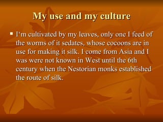 My use and my culture I‘m cultivated by my leaves, only one I feed of the worms of it sedates, whose cocoons are in use for making it silk. I come from Asia and I was were not known in West until the 6th century when the Nestorian monks established the route of silk. 