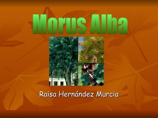 Raisa Hernández Murcia Morus Alba 