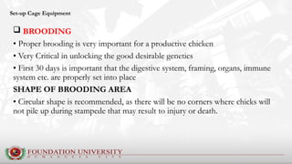 Comprehensive Guide to Organic Chicken Farming and Breeds in the ...