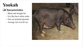 Yookah RaiseOrganicHogs Organic Agriculture Production.pdf