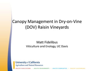 Canopy Management in Dry‐on‐Vine
(DOV) Raisin Vineyards
Matt Fidelibus
Viticulture and Enology, UC Davis
 