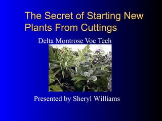 The Secret of Starting New Plants From Cuttings Delta Montrose Voc Tech Presented by Sheryl Williams 