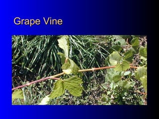 Grape Vine 