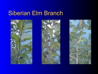 Siberian Elm Branch 