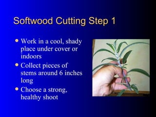 Softwood Cutting Step 1 Work in a cool, shady place under cover or indoors Collect pieces of stems around 6 inches long Choose a strong, healthy shoot 