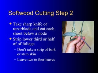 Softwood Cutting Step 2 Take sharp knife or razorblade and cut each shoot below a node Strip lower third or half of of foliage Don’t take a strip of bark or stem skin  Leave two to four leaves 