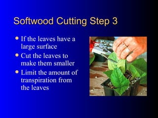 Softwood Cutting Step 3 If the leaves have a large surface Cut the leaves to make them smaller Limit the amount of transpiration from the leaves 