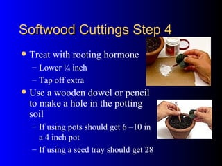Softwood Cuttings Step 4 Treat with rooting hormone Lower ¼ inch Tap off extra Use a wooden dowel or pencil to make a hole in the potting soil If using pots should get 6 –10 in a 4 inch pot If using a seed tray should get 28  