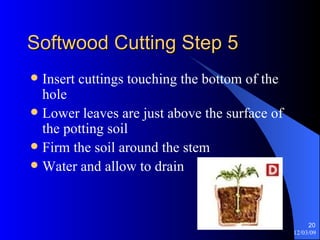Softwood Cutting Step 5 Insert cuttings touching the bottom of the hole Lower leaves are just above the surface of the potting soil Firm the soil around the stem Water and allow to drain 