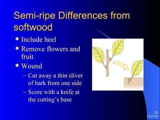 Semi-ripe Differences from softwood Include heel Remove flowers and fruit Wound  Cut away a thin sliver of bark from one side Score with a knife at the cutting’s base 