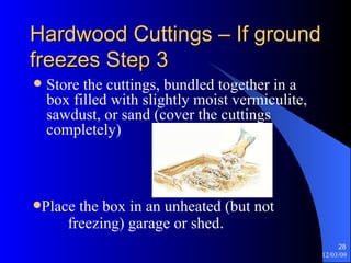 Hardwood Cuttings – If ground freezes Step 3 Store the cuttings, bundled together in a box filled with slightly moist vermiculite, sawdust, or sand (cover the cuttings completely) Place the box in an unheated (but not  freezing) garage or shed .  