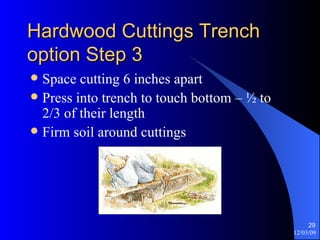 Hardwood Cuttings Trench option Step 3 Space cutting 6 inches apart Press into trench to touch bottom – ½ to 2/3 of their length Firm soil around cuttings 