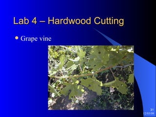 Lab 4 – Hardwood Cutting Grape vine 