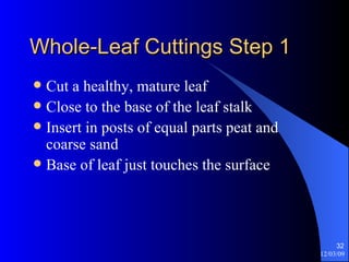 Whole-Leaf Cuttings Step 1 Cut a healthy, mature leaf  Close to the base of the leaf stalk Insert in posts of equal parts peat and coarse sand Base of leaf just touches the surface 