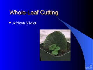 Whole-Leaf Cutting African Violet 