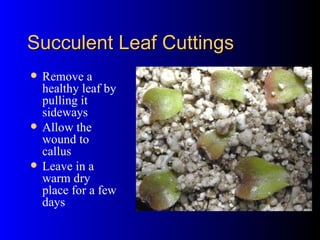 Succulent Leaf Cuttings Remove a healthy leaf by pulling it sideways Allow the wound to callus Leave in a warm dry place for a few days 