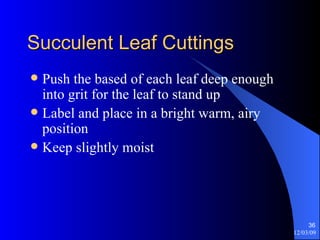 Succulent Leaf Cuttings Push the based of each leaf deep enough into grit for the leaf to stand up Label and place in a bright warm, airy position Keep slightly moist 