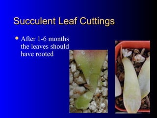 Succulent Leaf Cuttings After 1-6 months the leaves should have rooted 