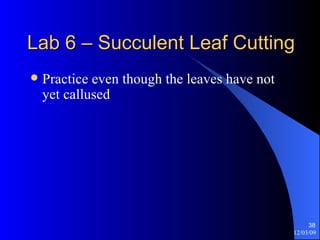 Lab 6 – Succulent Leaf Cutting Practice even though the leaves have not yet callused  