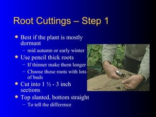Root Cuttings – Step 1 Best if the plant is mostly dormant mid autumn or early winter Use pencil thick roots If thinner make them longer Choose those roots with lots of buds Cut into 1 ½ - 3 inch sections Top slanted, bottom straight To tell the difference 