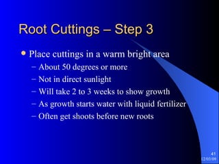Root Cuttings – Step 3 Place cuttings in a warm bright area About 50 degrees or more Not in direct sunlight Will take 2 to 3 weeks to show growth As growth starts water with liquid fertilizer Often get shoots before new roots 