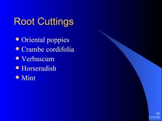 Root Cuttings Oriental poppies Crambe cordifolia Verbascum  Horseradish Mint 