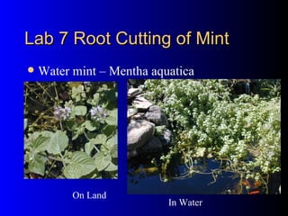 Lab 7 Root Cutting of Mint Water mint – Mentha aquatica On Land In Water 