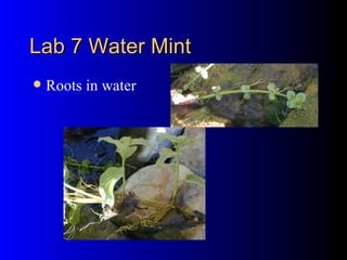 Lab 7 Water Mint Roots in water 