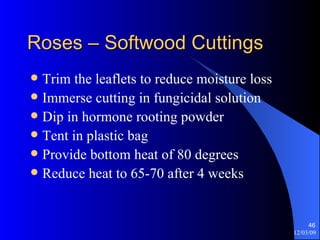 Roses – Softwood Cuttings Trim the leaflets to reduce moisture loss Immerse cutting in fungicidal solution Dip in hormone rooting powder Tent in plastic bag Provide bottom heat of 80 degrees Reduce heat to 65-70 after 4 weeks 