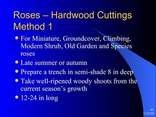 Roses – Hardwood Cuttings Method 1 For Miniature, Groundcover, Climbing, Modern Shrub, Old Garden and Species roses Late summer or autumn Prepare a trench in semi-shade 8 in deep Take well-ripened woody shoots from the current season’s growth  12-24 in long 