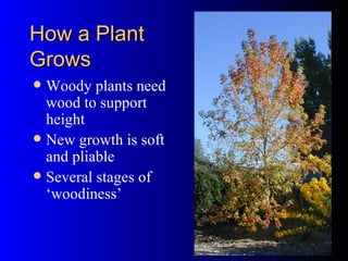 How a Plant Grows Woody plants need wood to support height New growth is soft and pliable Several stages of ‘woodiness’ 